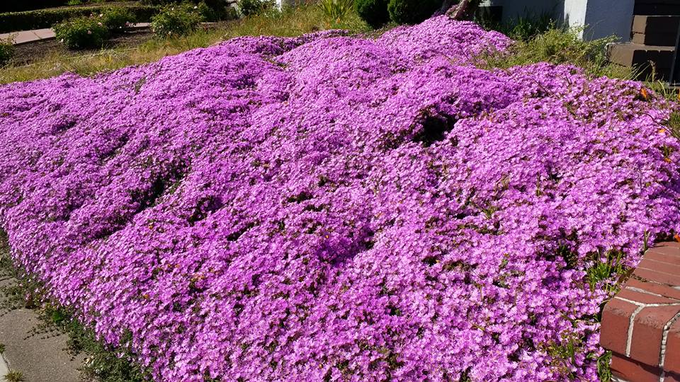 18446503_10212784228986873_2422297236825219583_n