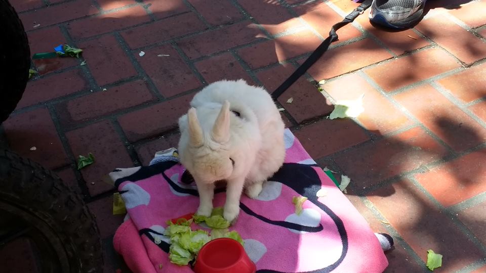 19510591_10213243630231617_5269498613630957717_n