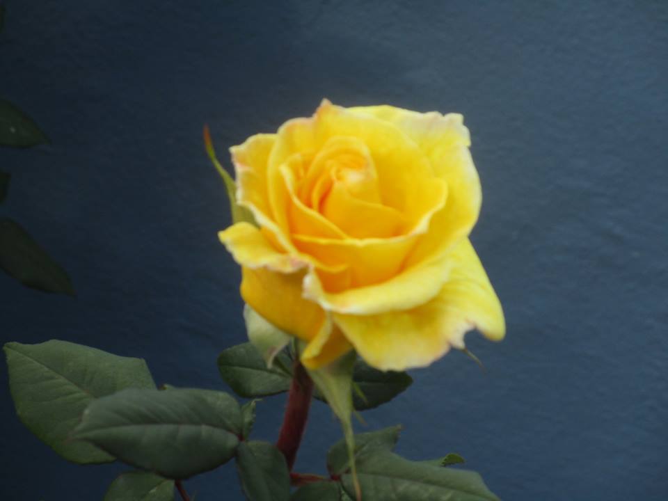 31697342_10215923021574726_1880647440252534784_n