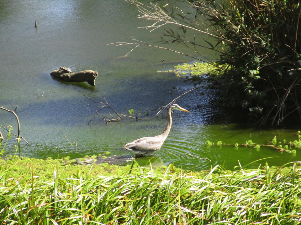 32235272_10215996845780285_8602902068929232896_n