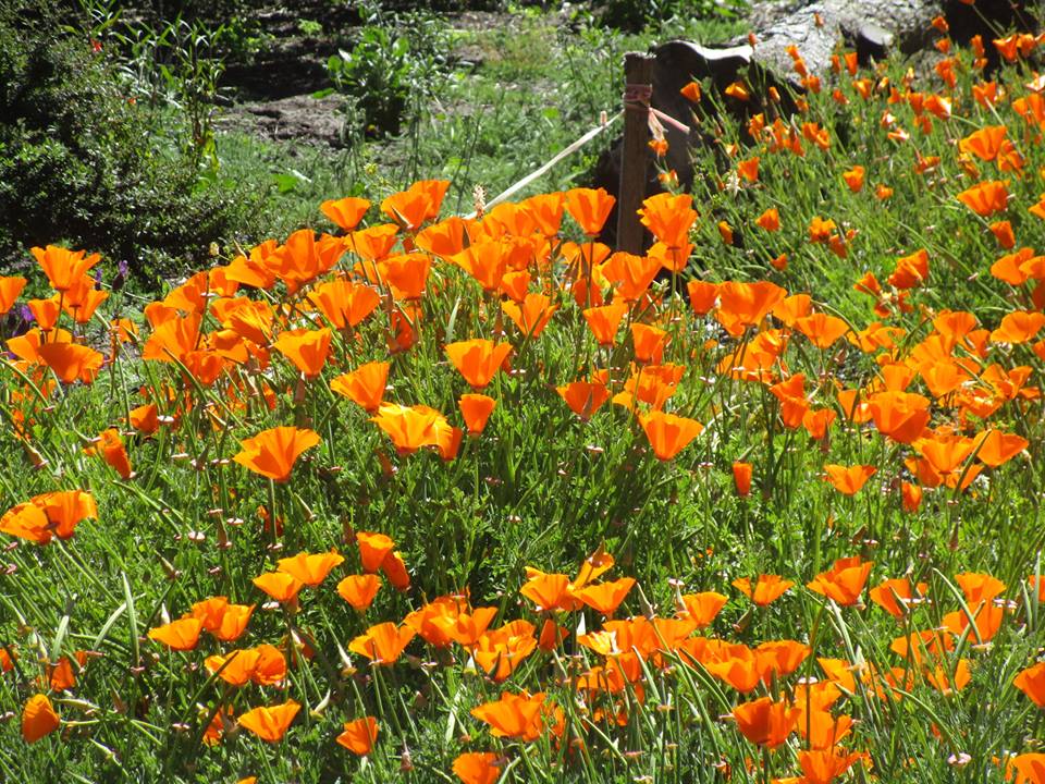 32258043_10215996860100643_1756278570478469120_n