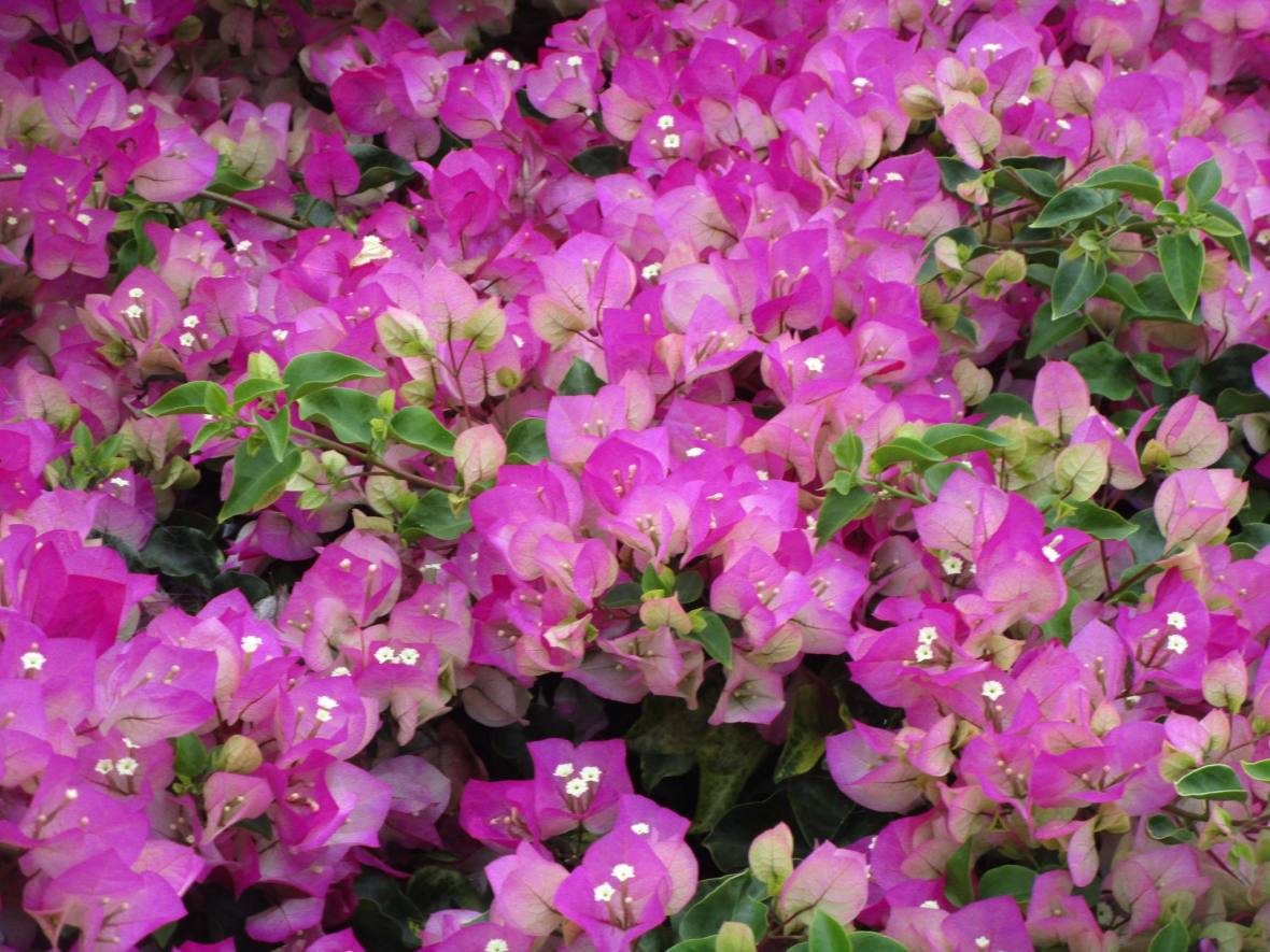 36450355_10216533646639971_8154203936413188096_o1