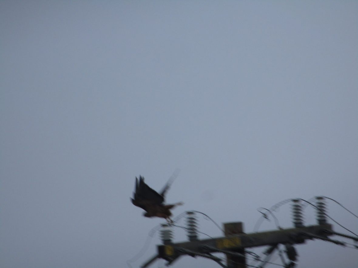 37315281_10216533693361139_4226967221991112704_o