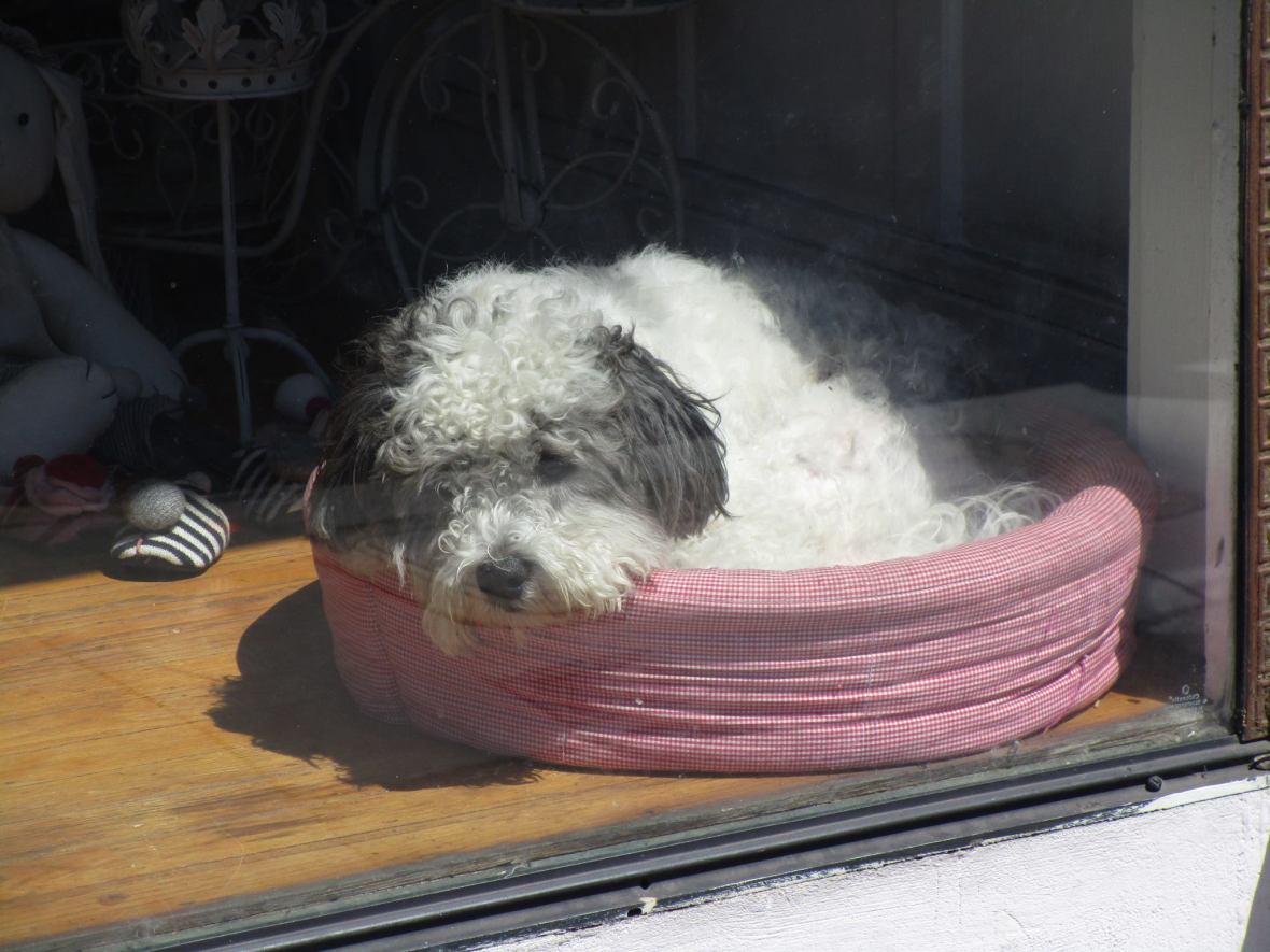 37404825_10216533654680172_871468526718681088_o