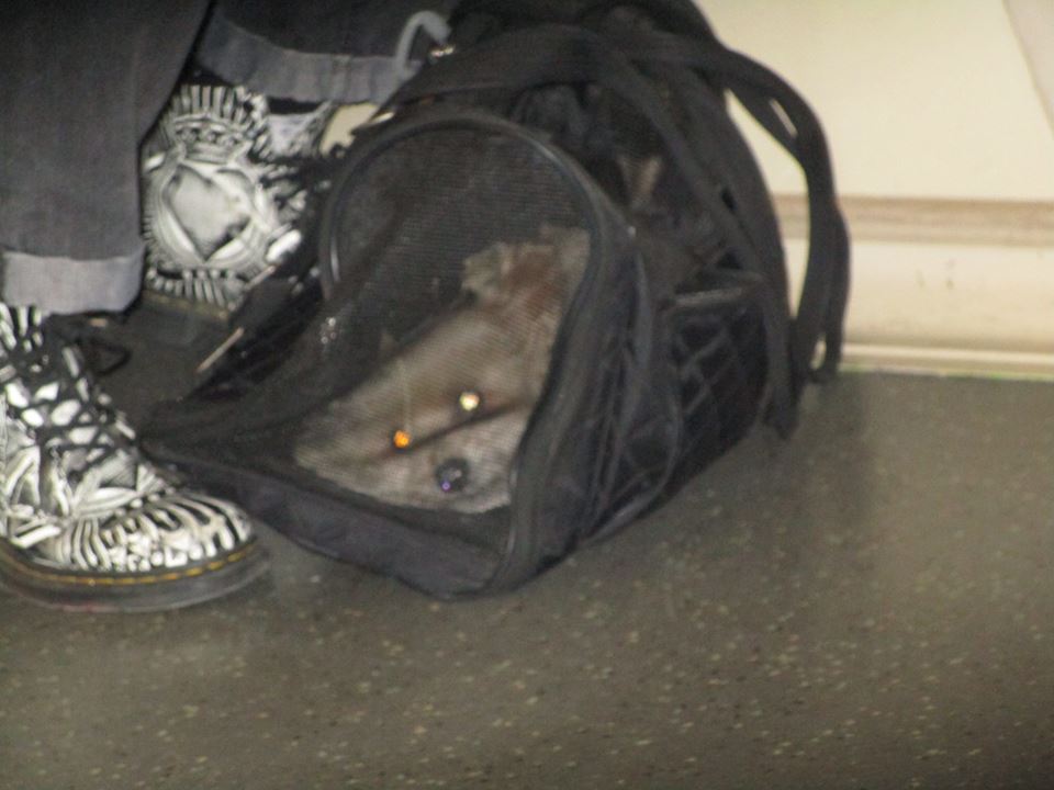 37795876_10216598109251496_6749232134306660352_n