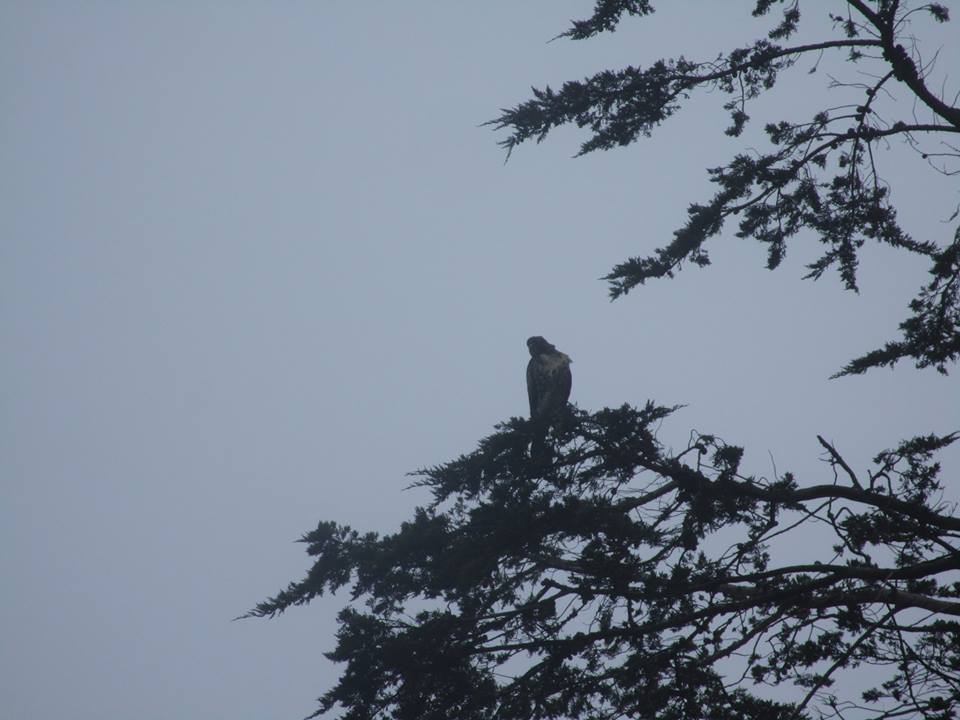 37797024_10216598102411325_193065969730453504_n