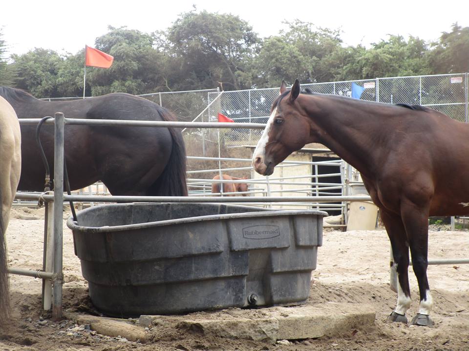 38085990_10216640539832234_3088236924985409536_n