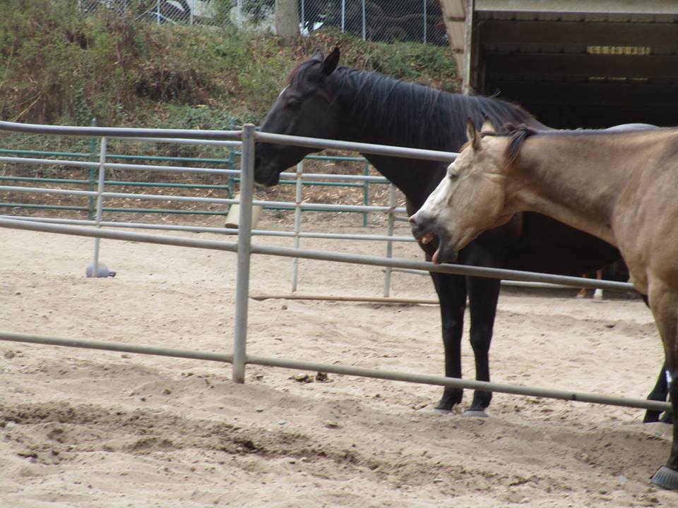 38195973_10216640540432249_6572887387087568896_n