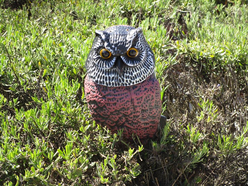 38462806_10216671989738462_5315495785167585280_n