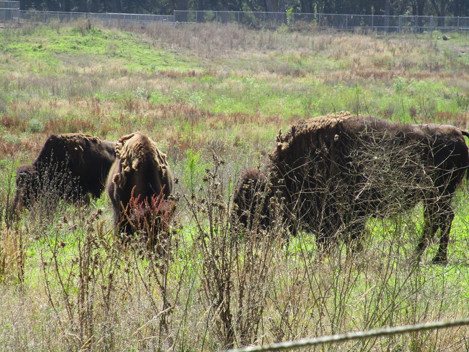 38500995_10216671999938717_7847963851856281600_n