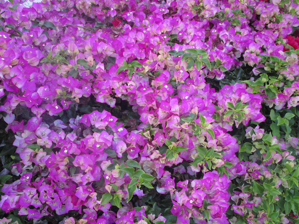 38723601_10216702332697017_4301466251533746176_n