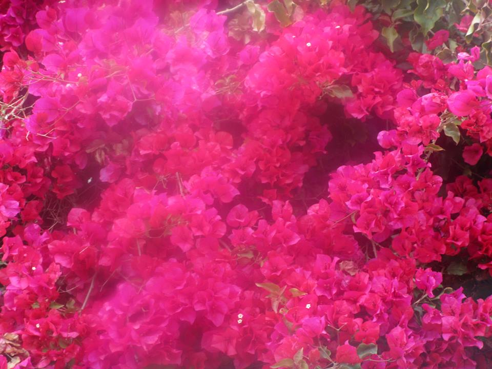 38734791_10216702326856871_6201837607538655232_n