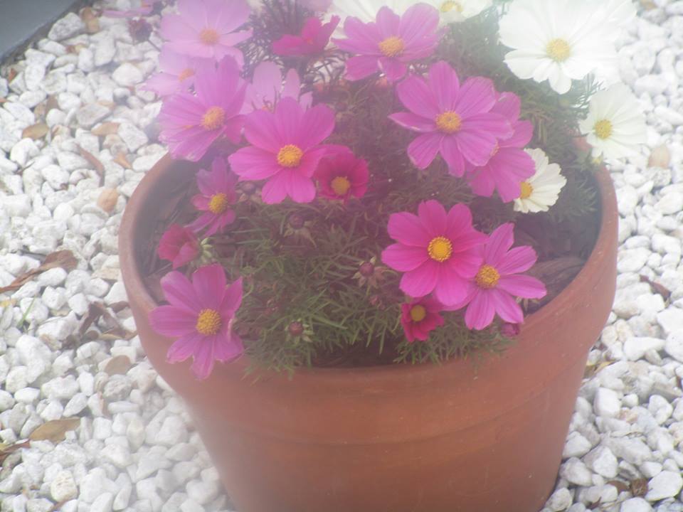 38768513_10216702323696792_2973296410369196032_n