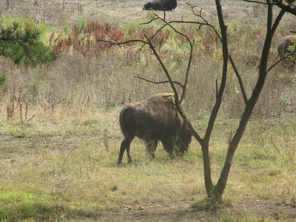 39393152_10216769603978757_8780021361960550400_n