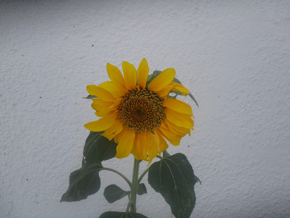 39441270_10216769615539046_6967110692746821632_n