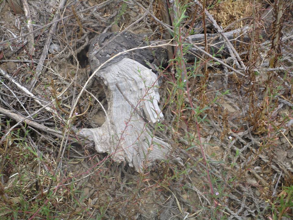 39950279_10216816717836574_5943773724464381952_n