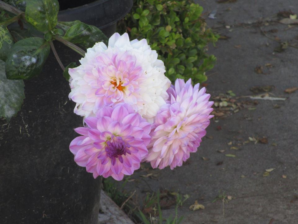 40304140_10216863774852970_4205743009737736192_n