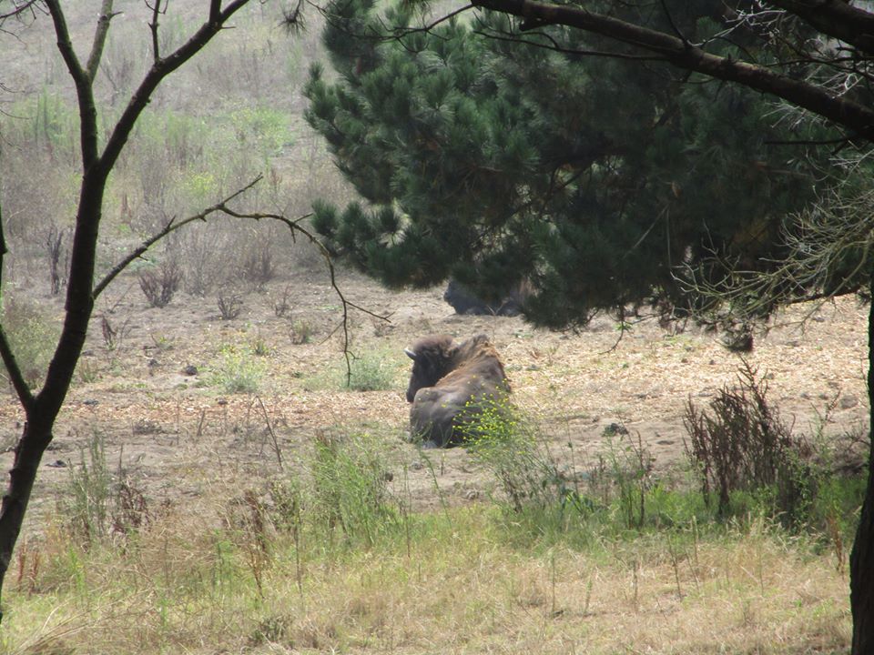 40432690_10216863793733442_1206506401355005952_n