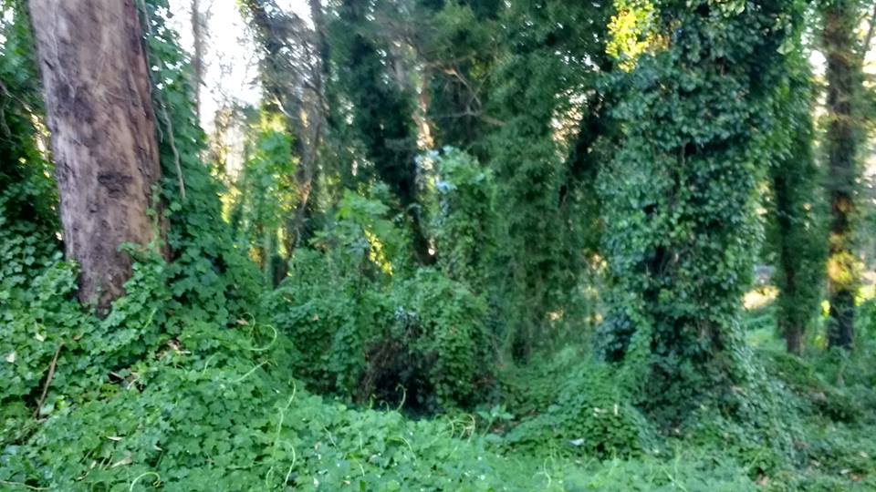 40796535_10216921040284570_310613439301025792_n