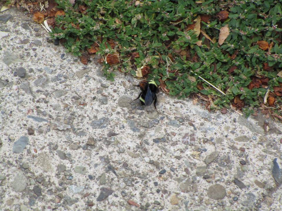 42209435_10217047448084686_1686979174373261312_n