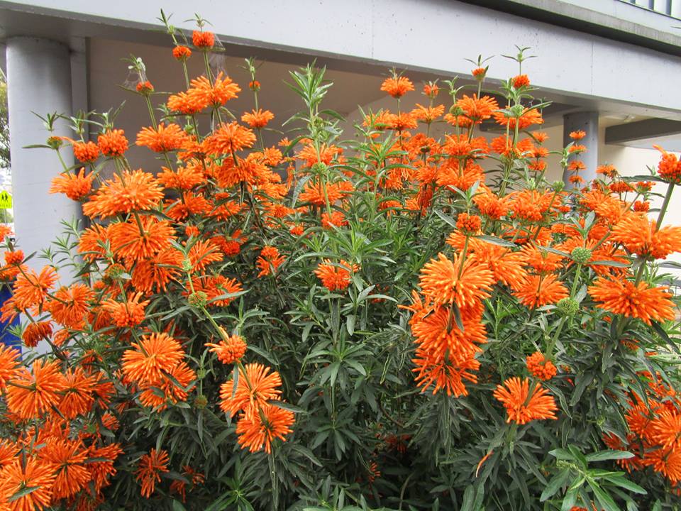 42217493_10217047424884106_7798745588228423680_n