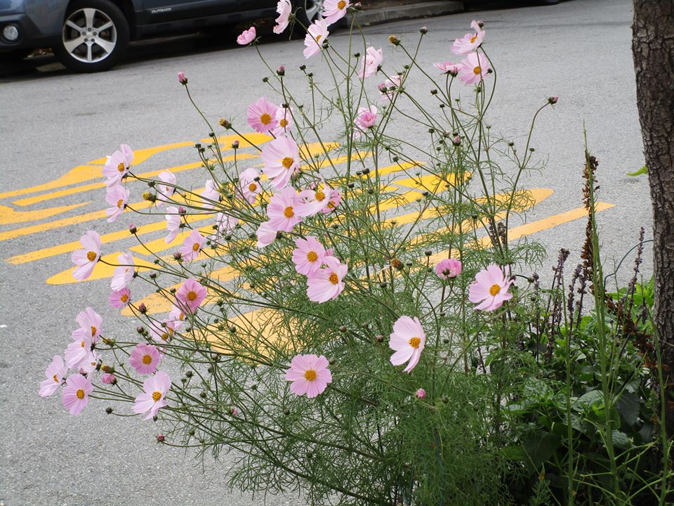 42229914_10217047457564923_7446715989745467392_n