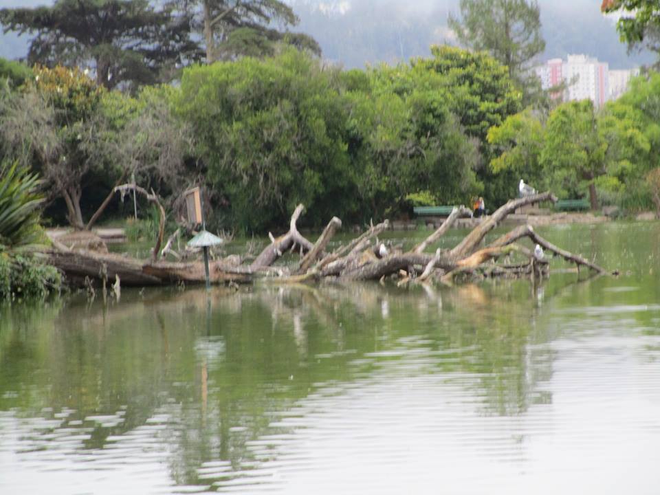 42771258_10217100957462387_3868672911195766784_n