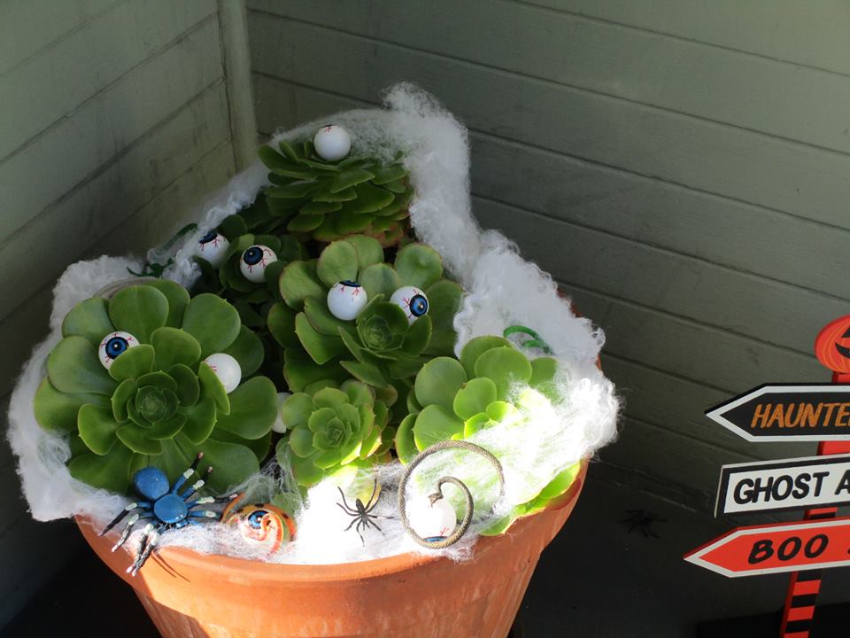 43404276_10217184372867720_7272038265362841600_n