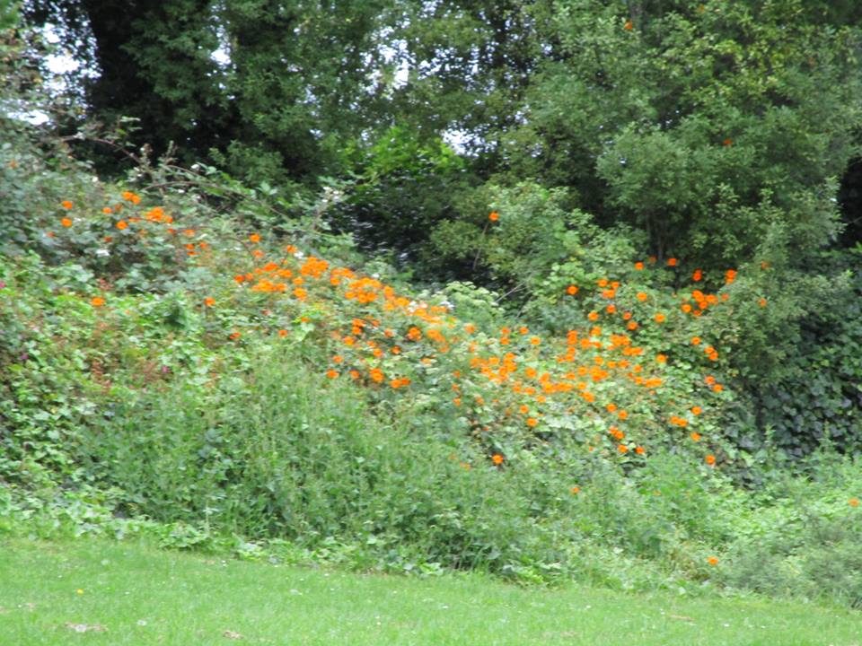 43565454_10217184396348307_5546490701283328000_n