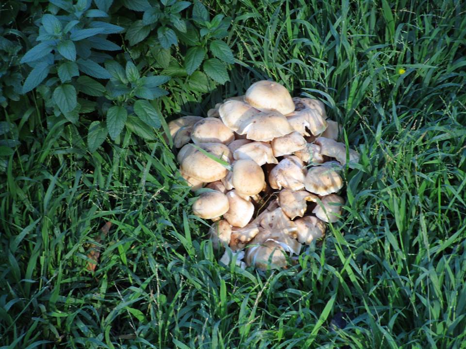 43680041_10217331034014157_1479388660334854144_n