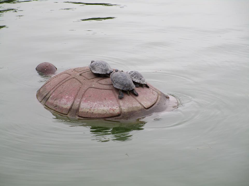 43823105_10217226577762816_7982209389769523200_n