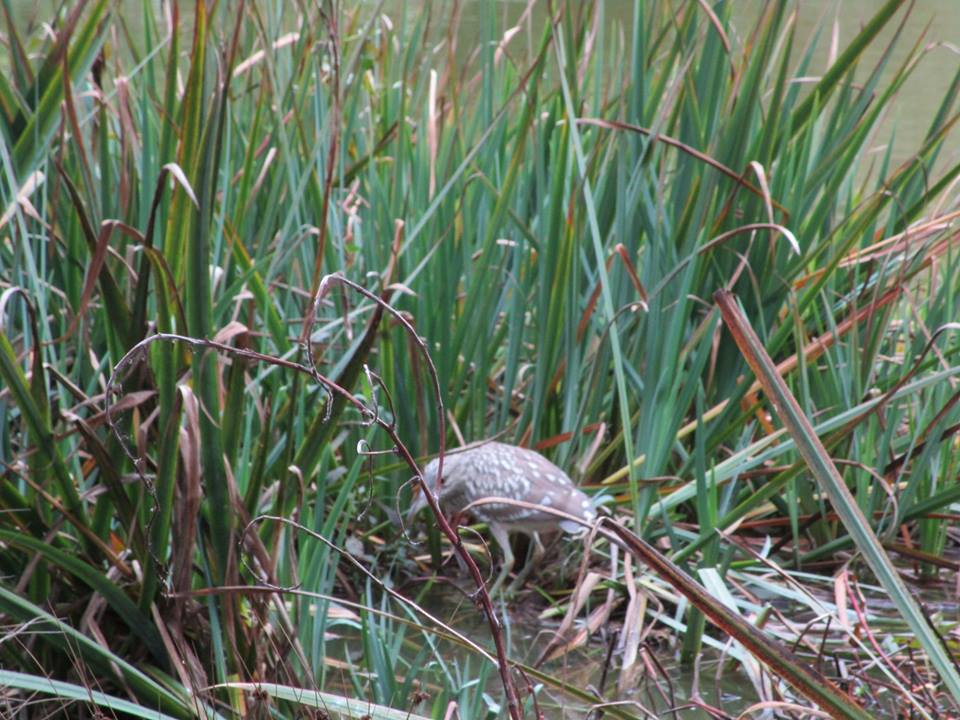 43828283_10217226573682714_6951635590571884544_n