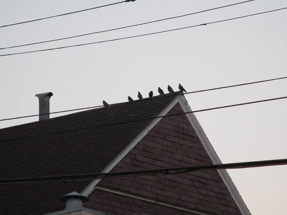 44329387_10217276943221921_2832067603525009408_n