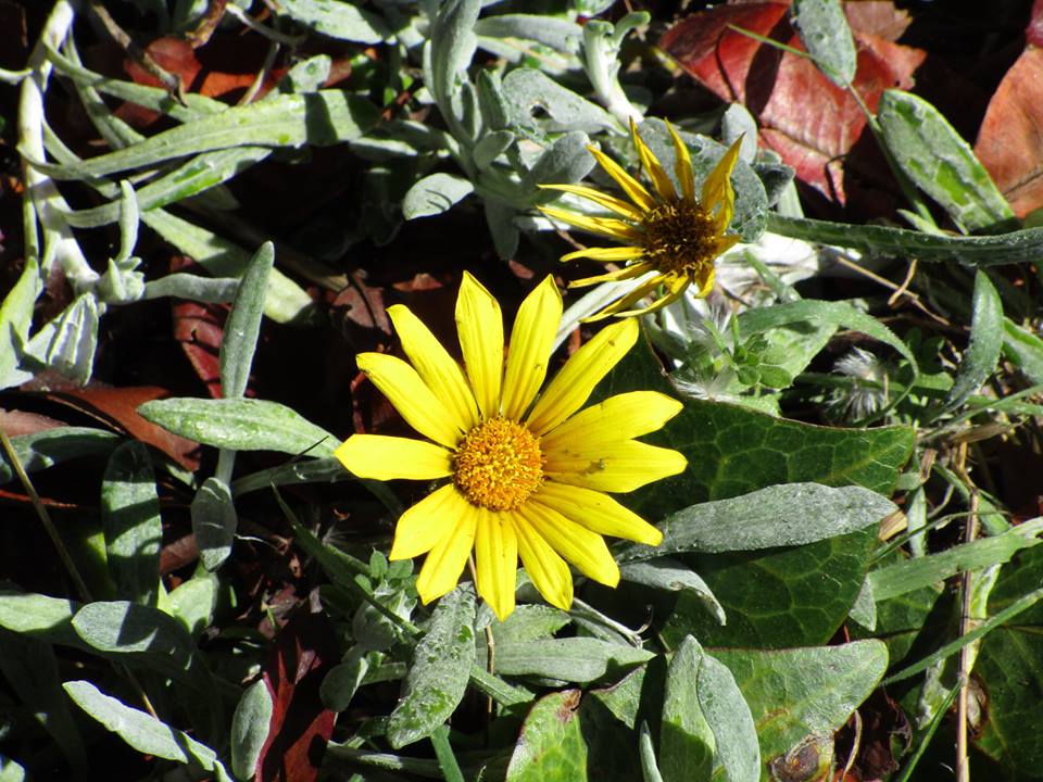 44453486_10217276969542579_655279445204008960_n