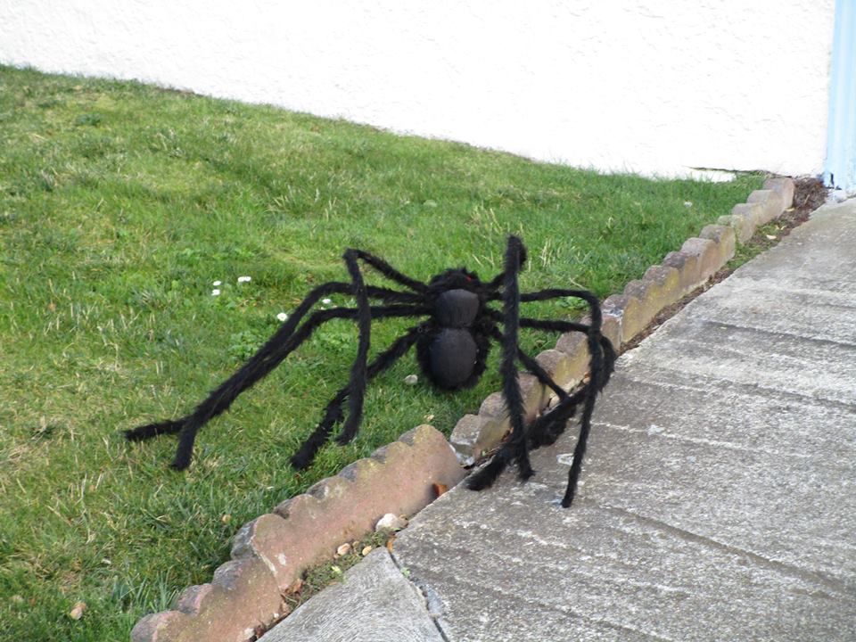 44900241_10217331083175386_3600397666065842176_n