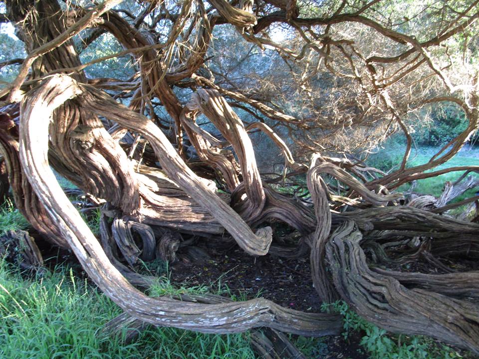 44943451_10217331075535195_400932929338867712_n