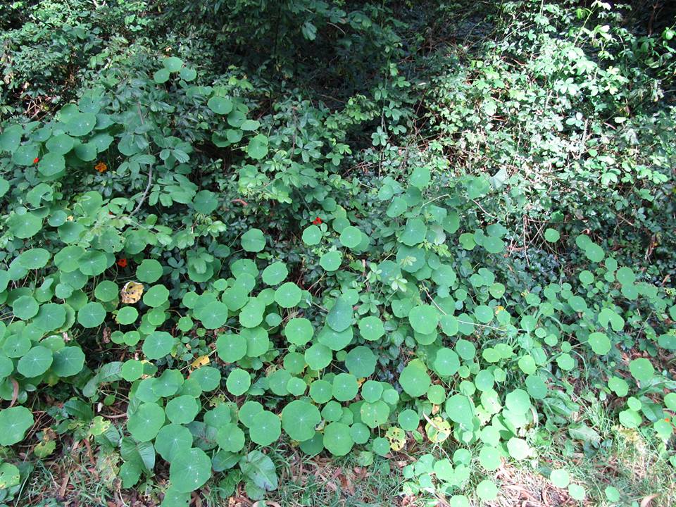 45163672_10217369451134561_5920422253564002304_n