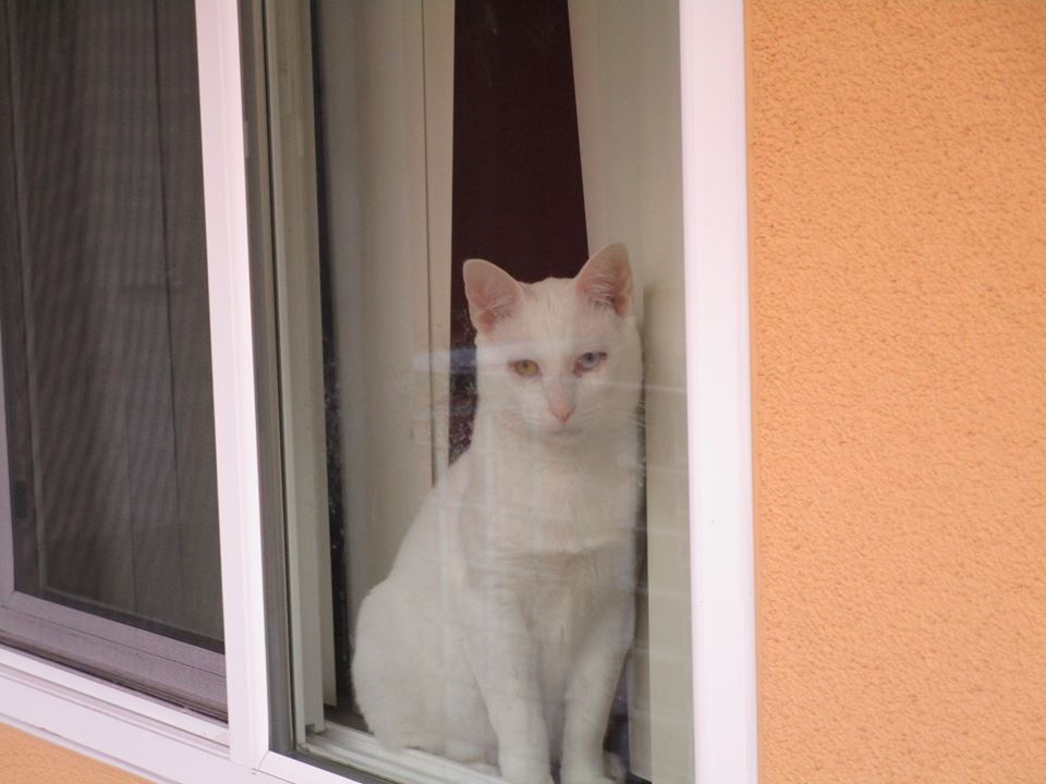 45177854_10217369446254439_7019013667416965120_n