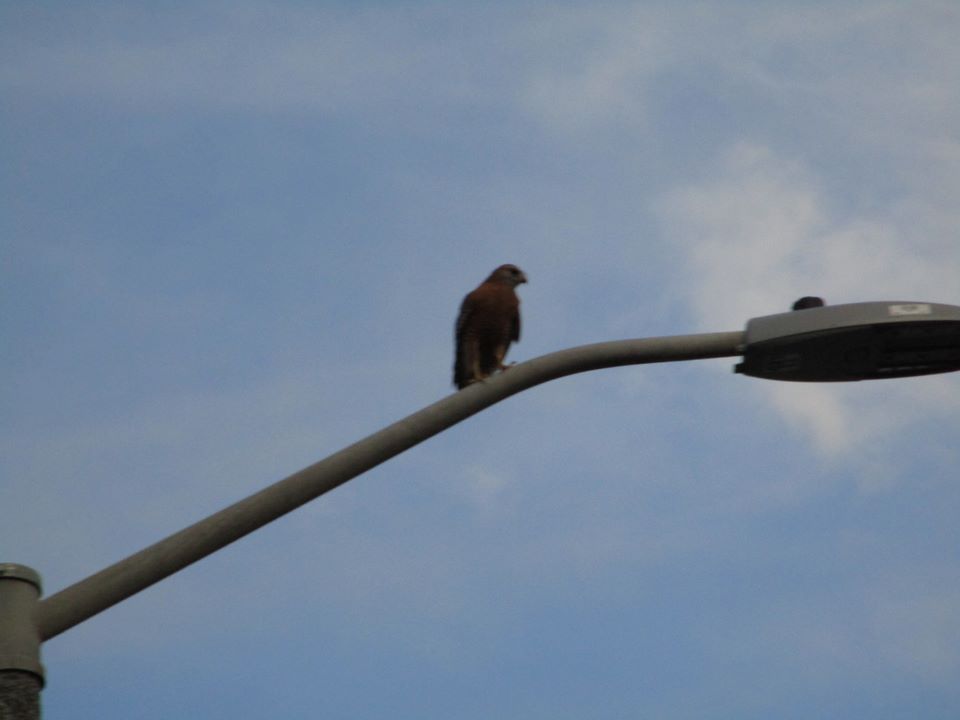 45222701_10217369451854579_7713467393363673088_n