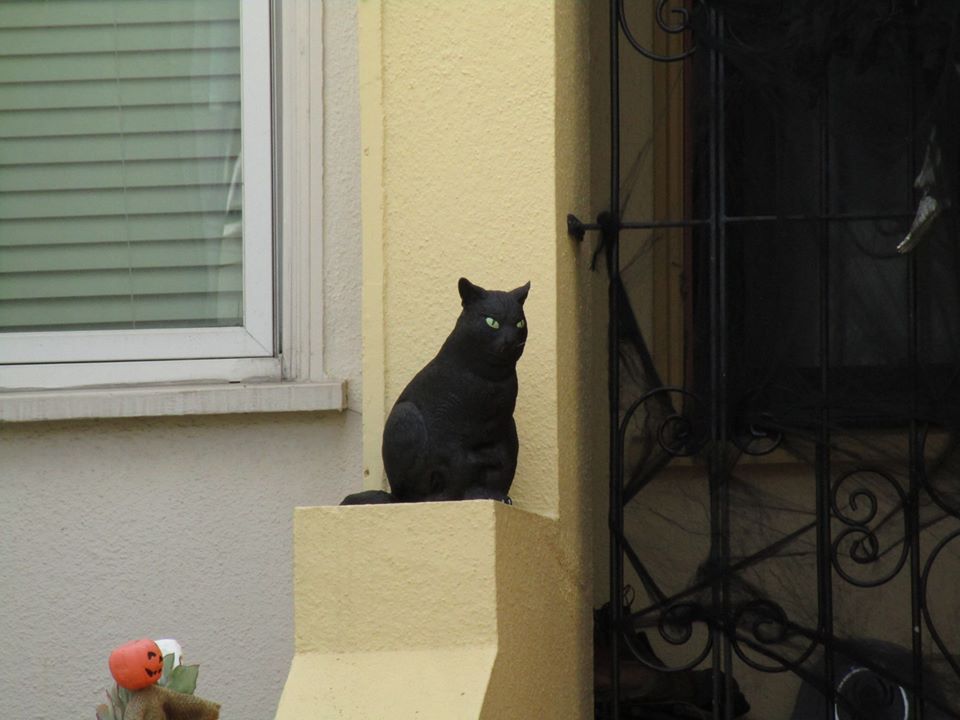 45245990_10217406360457271_7311809731243278336_n