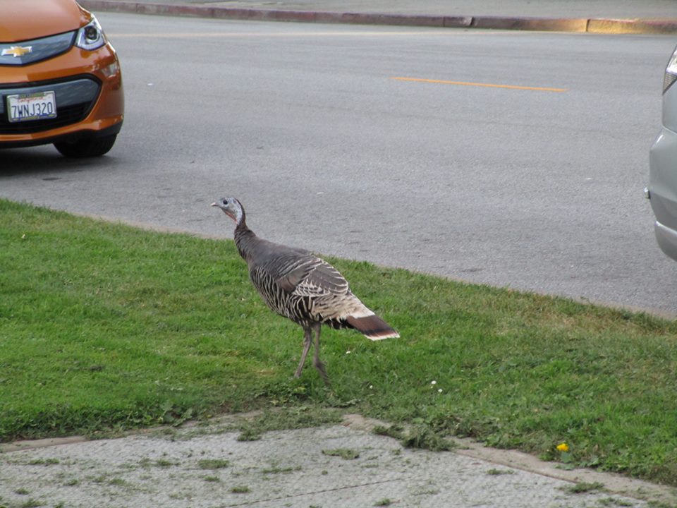 45583931_10217406387977959_3872699674964000768_n