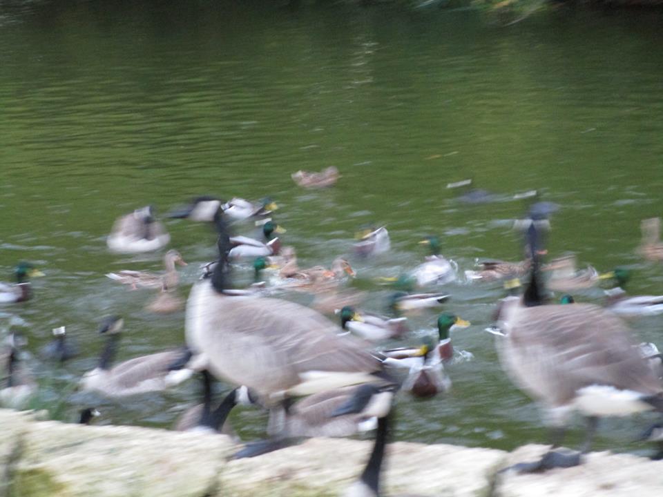 46286106_10217469724241326_4053009845228404736_n