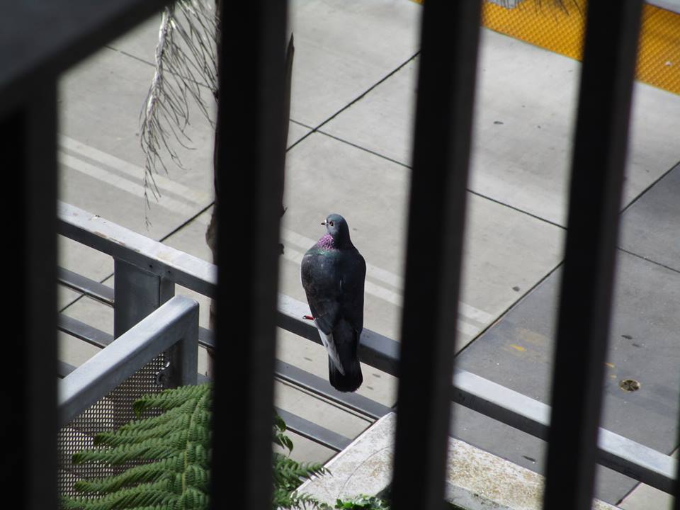 47386305_10217597033623981_3750447639951310848_n