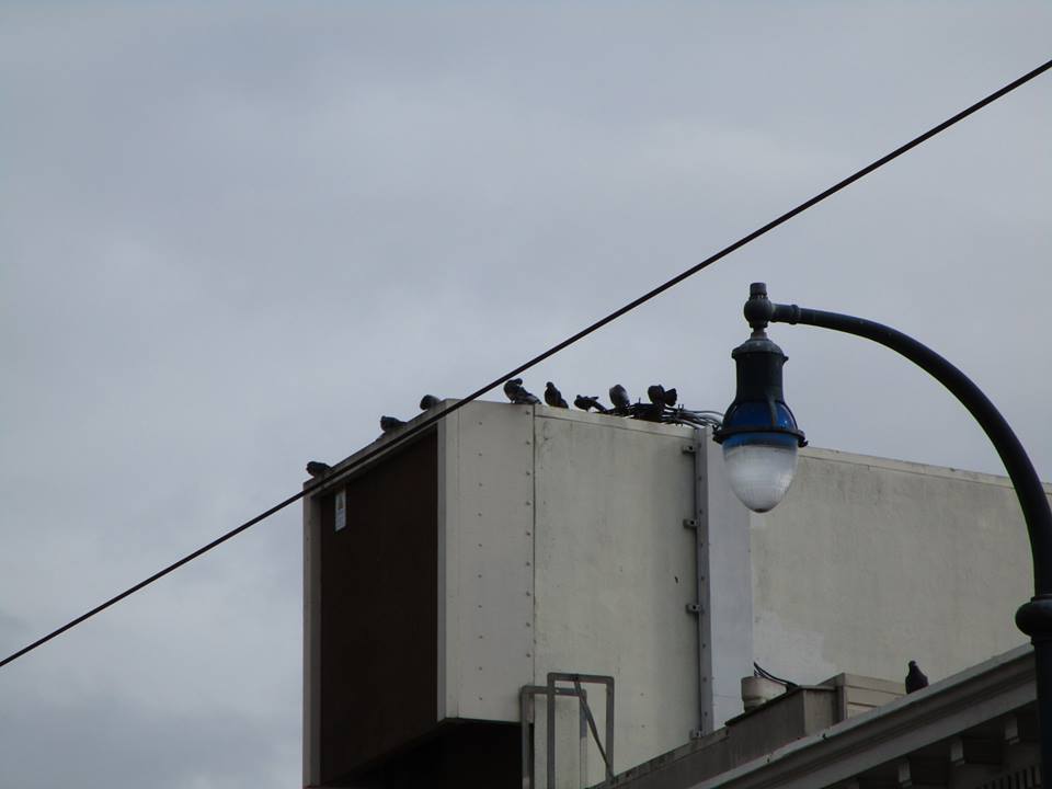 47683869_10217653122826176_2274650345370025984_n