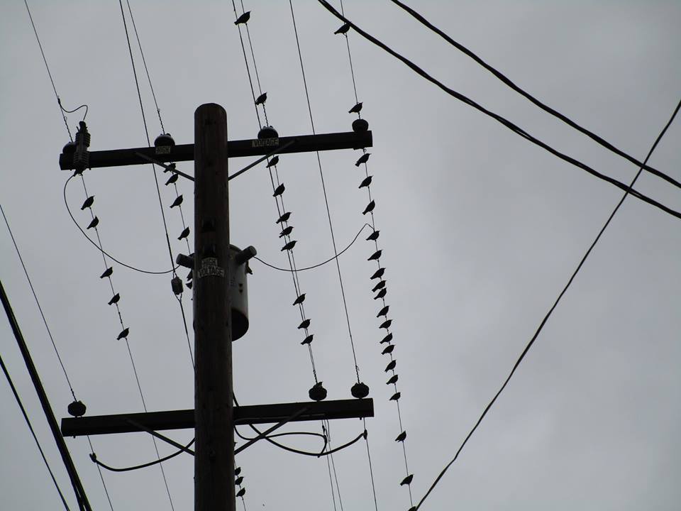 48365507_10217714775647458_5915523259247362048_n