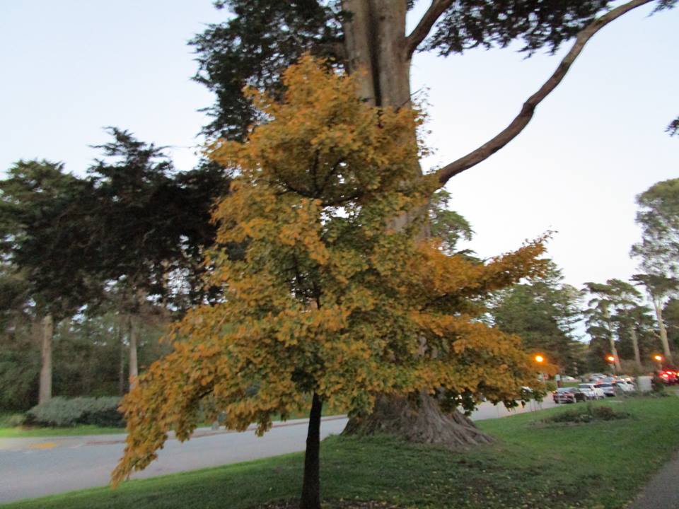 49896229_10217888543431544_910810440034942976_n