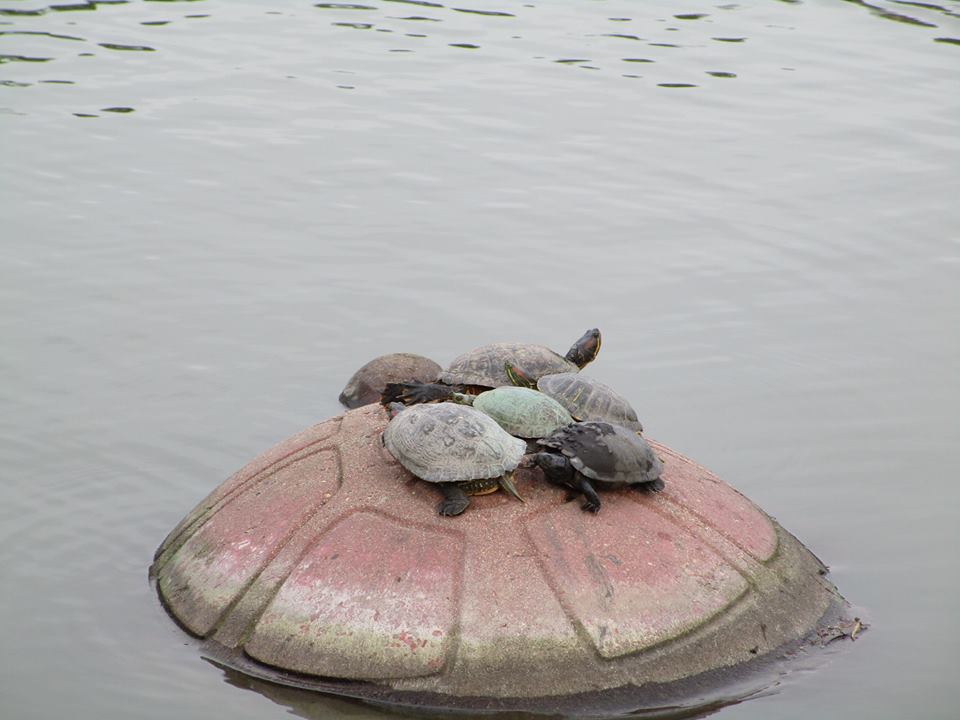 50574174_10217991438123847_6616844088144560128_n