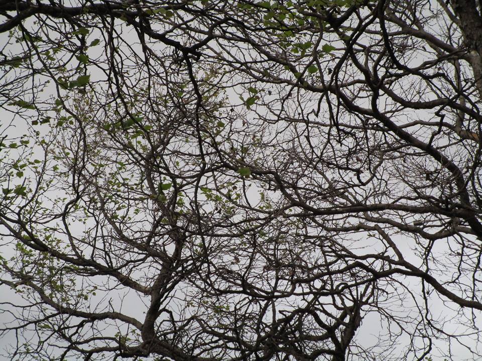 53140377_10218368097500096_2369393295240462336_n