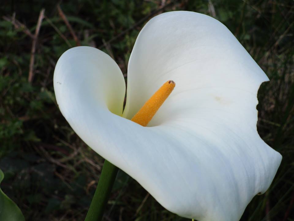 55633929_10218495619568068_4209799181147045888_n