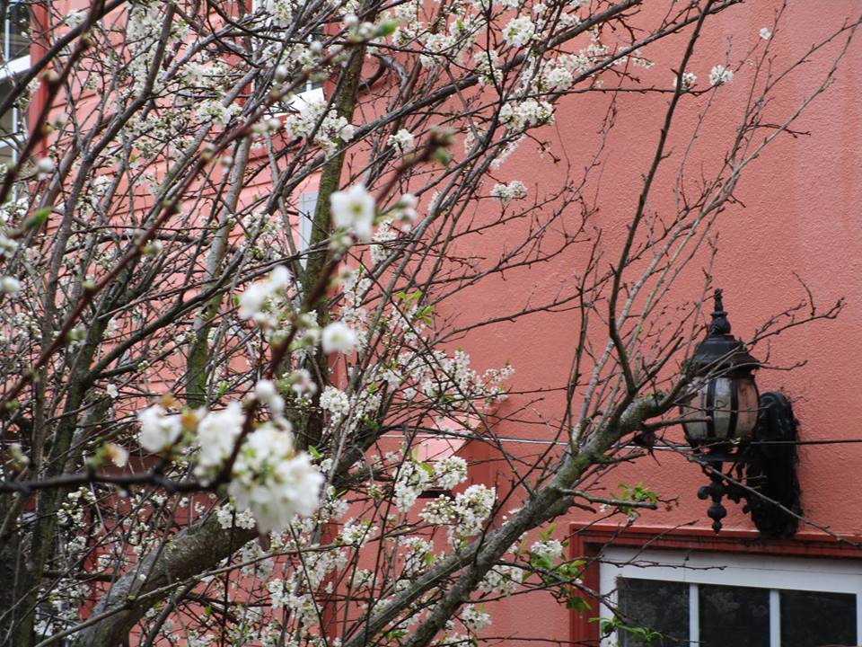 55837794_10218457046843774_5218313882283540480_n